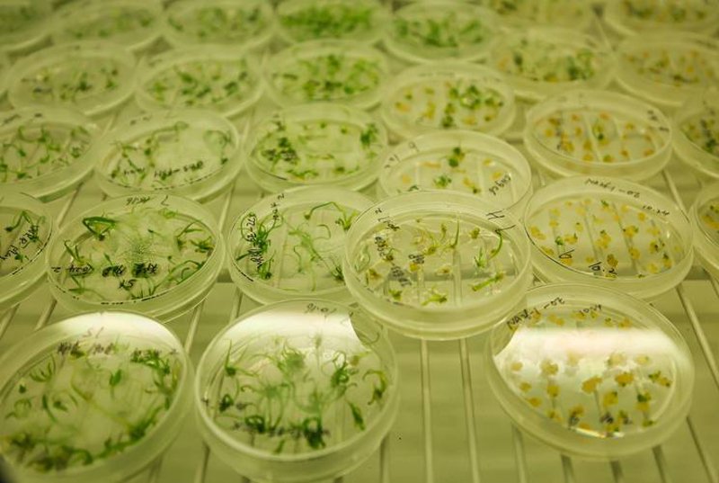 微生物技术